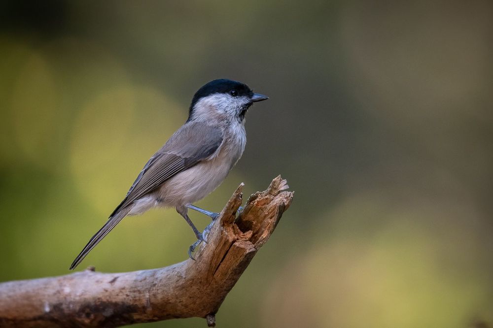 Marsh Tit