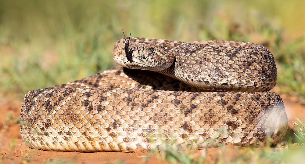 Техасский гремучник -Western diamondback rattlesnake