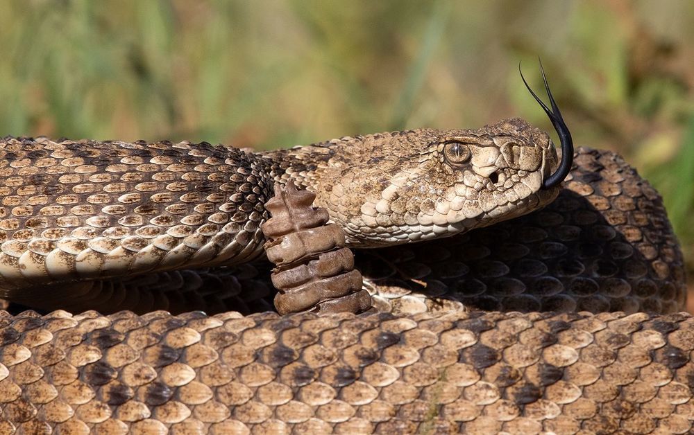 Техасский гремучник -Western diamondback rattlesnake