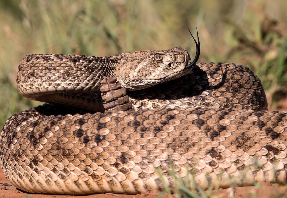 Техасский гремучник -Western diamondback rattlesnake