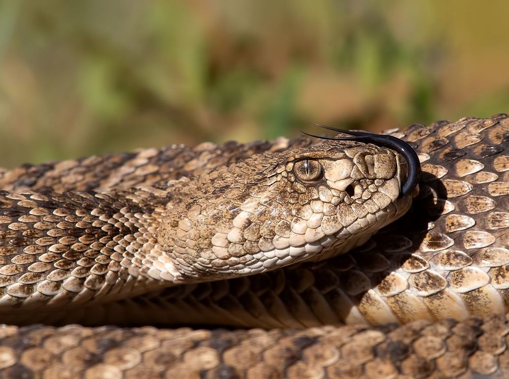 Техасский гремучник -Western diamondback rattlesnake