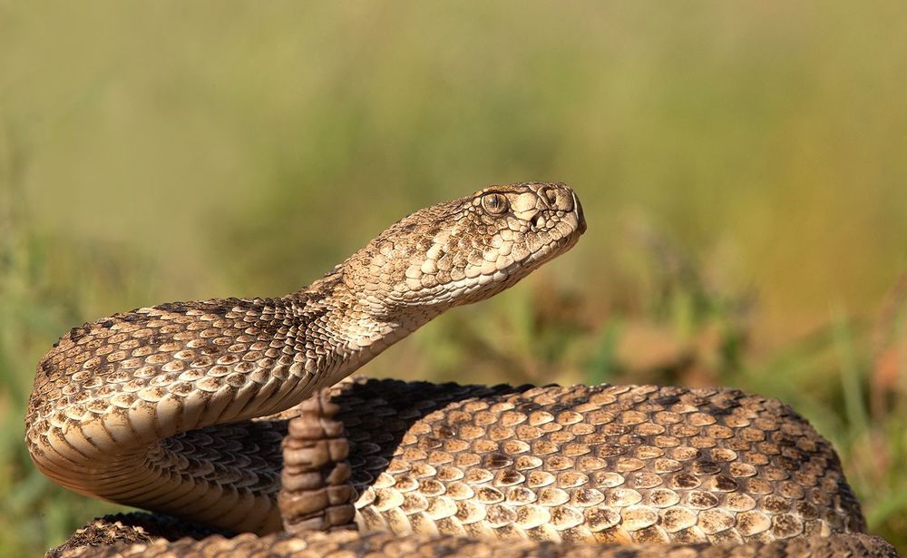 Техасский гремучник -Western diamondback rattlesnake