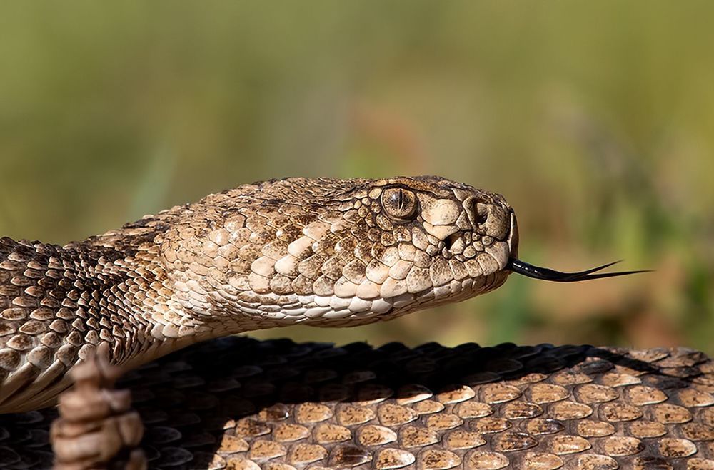 Техасский гремучник -Western diamondback rattlesnake