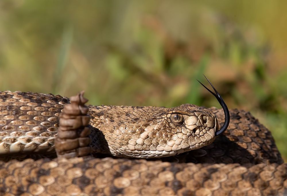 Техасский гремучник -Western diamondback rattlesnake