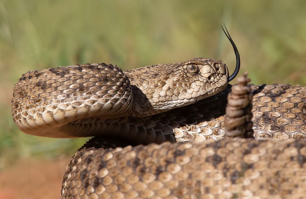 Техасский гремучник -Western diamondback rattlesnake