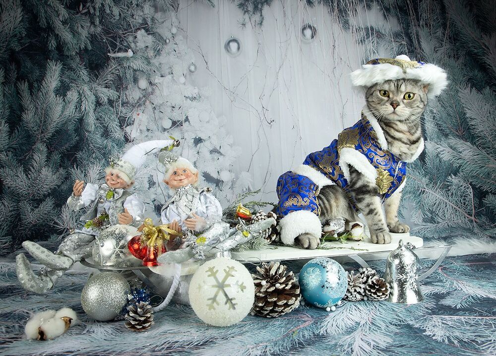 Маркиз. Американский короткошерстный кот.