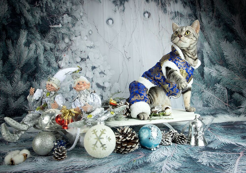 Маркиз. Американский короткошерстный кот.