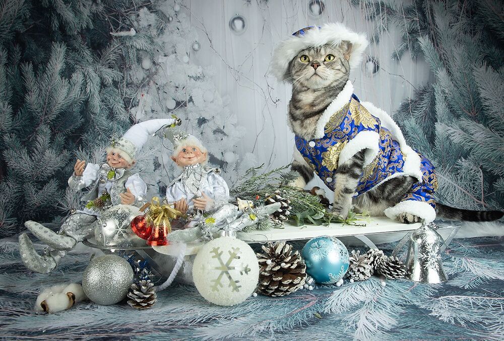 Маркиз. Американский короткошерстный кот.