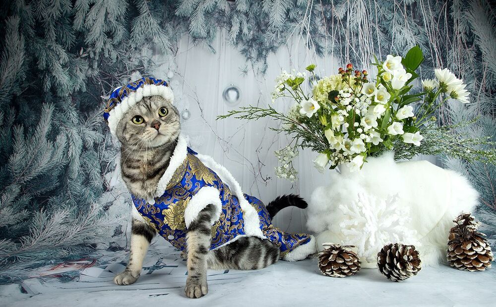Маркиз. Американский короткошерстный кот.
