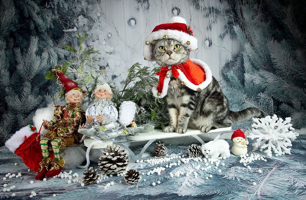 Маркиз. Американский короткошерстный кот.