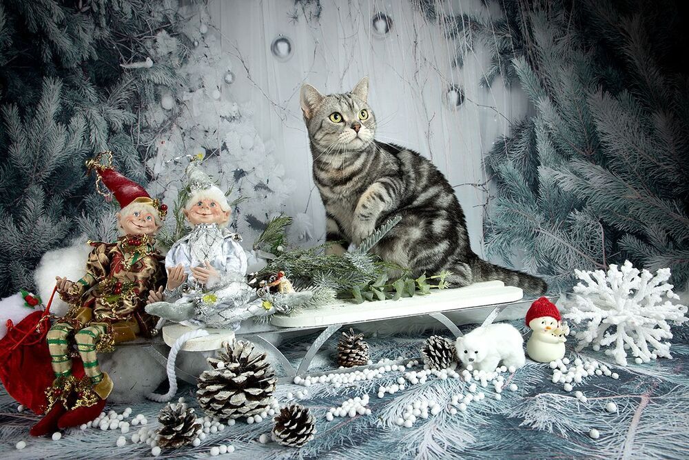 Маркиз. Американский короткошерстный кот.
