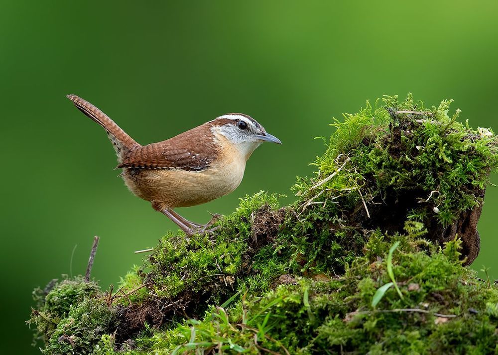 Крапивник Каролинский - Carolina Wren