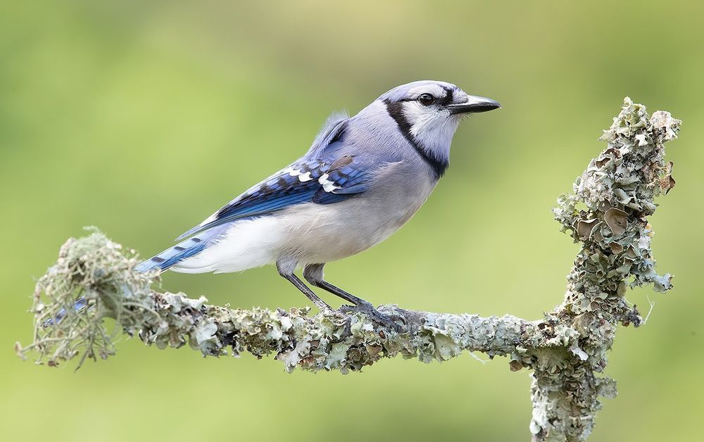 Голубая сойка - Blue Jay