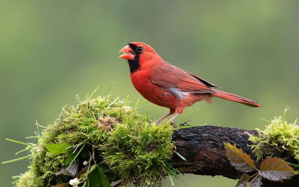 Northern Cardinal male - Красный кардинал самец