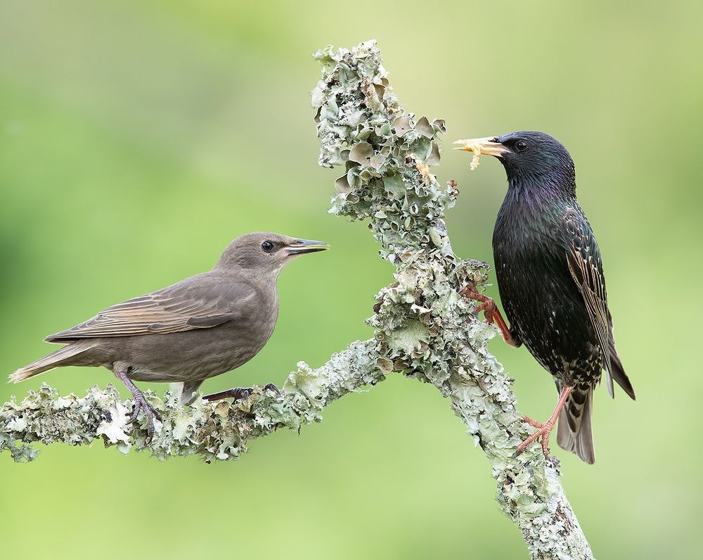 Обыкновенный скворец. European Starling. Feeding Time.