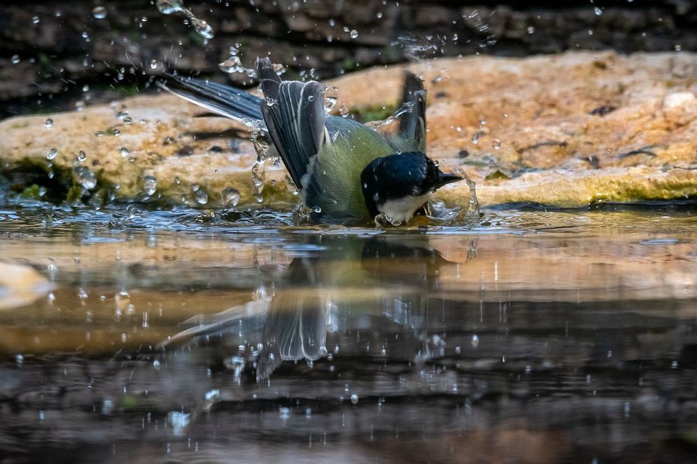 Great Tit at drinkstation