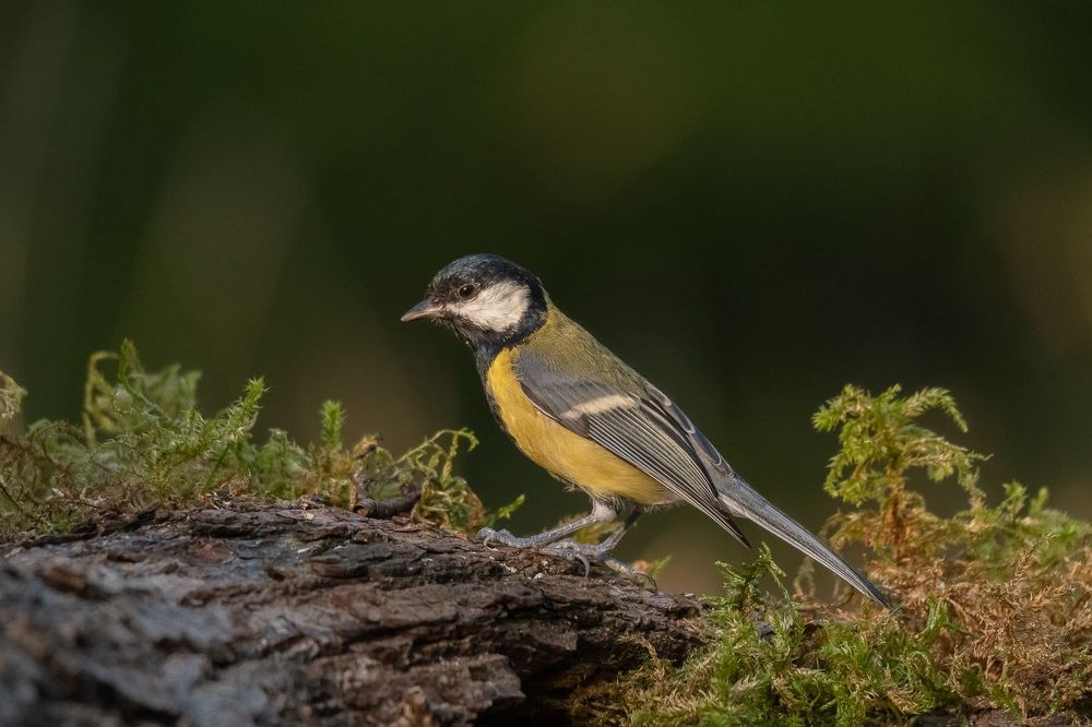 Great Tit at drinkstation