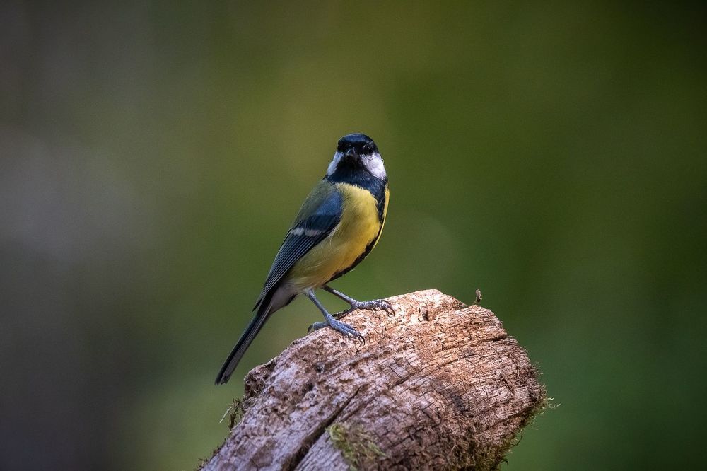 Great Tit at drinkstation