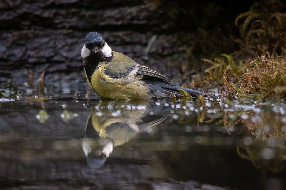 Great Tit at drinkstation