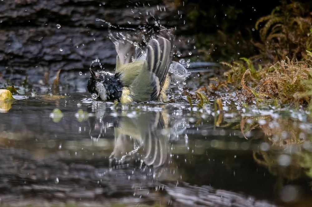 Great Tit at drinkstation