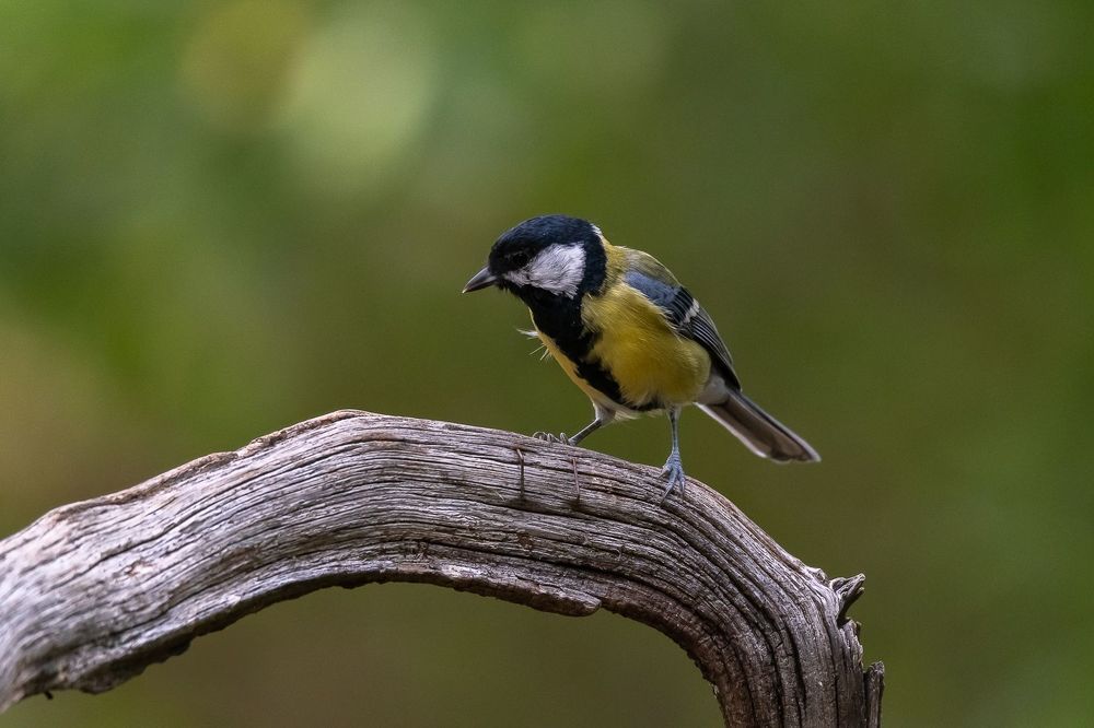 Great Tit at drinkstation