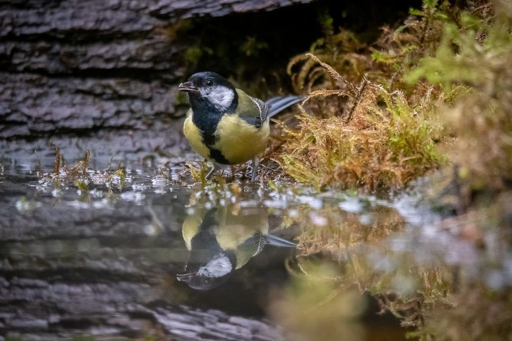 Great Tit at drinkstation