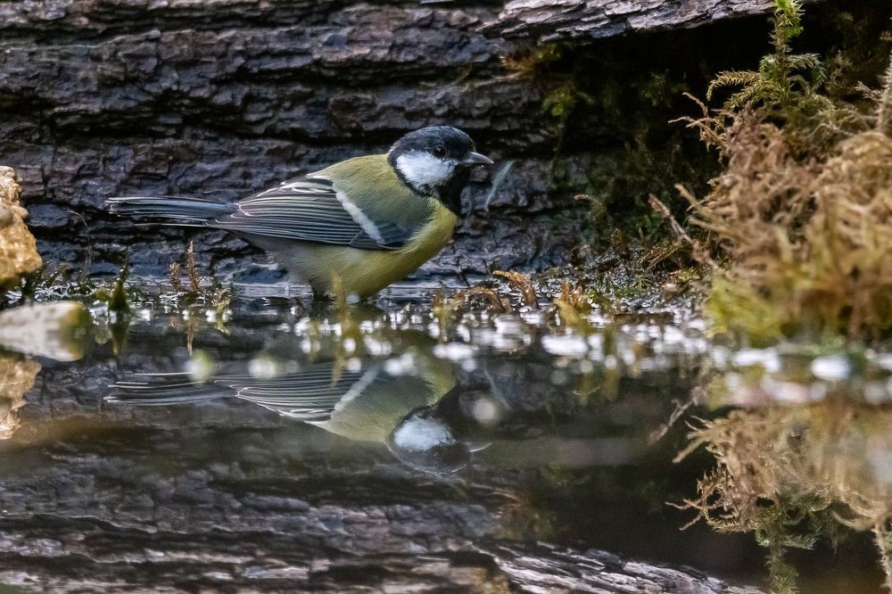 Great Tit at drinkstation