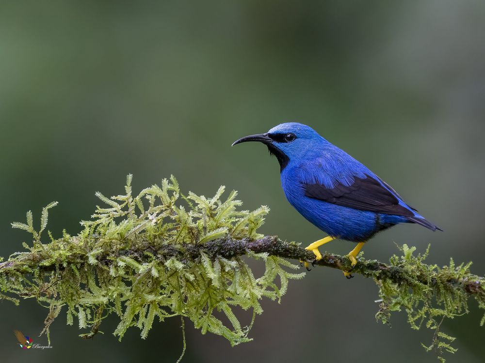 Shining Honeycreeper (Cyanerpes lucidus) Mielero Luciente (Picudo Patiamarillo) R