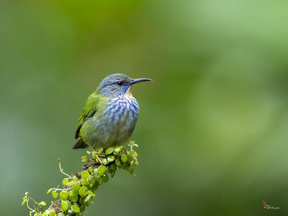 Shining Honeycreeper (Cyanerpes lucidus) Mielero Luciente (Picudo Patiamarillo) R