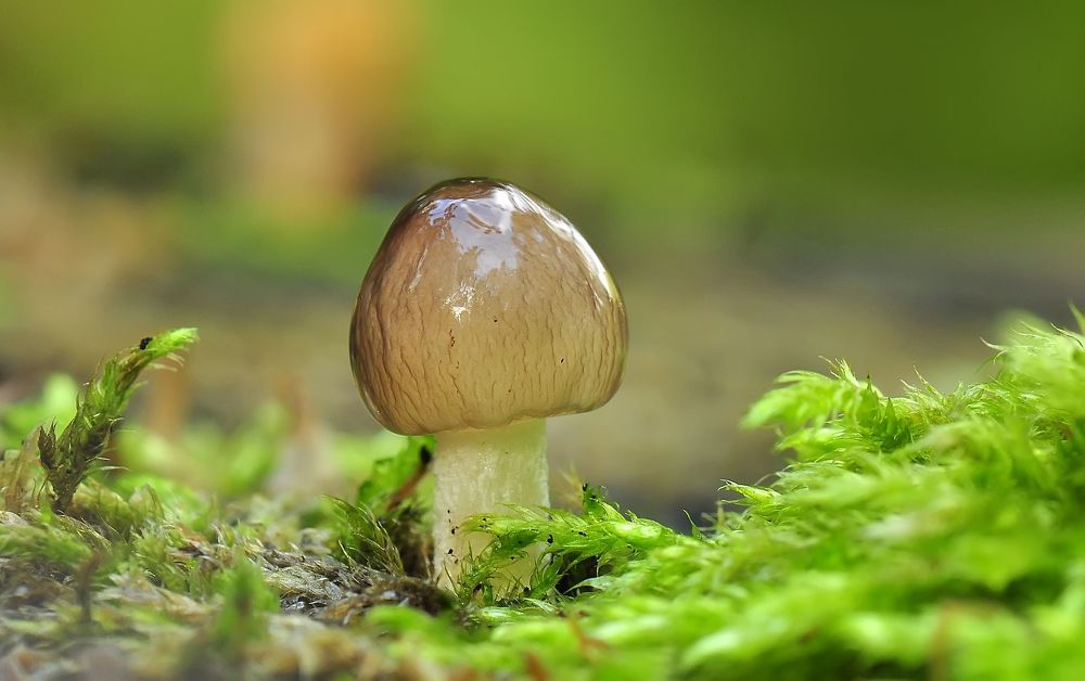 Солянка грибная :)