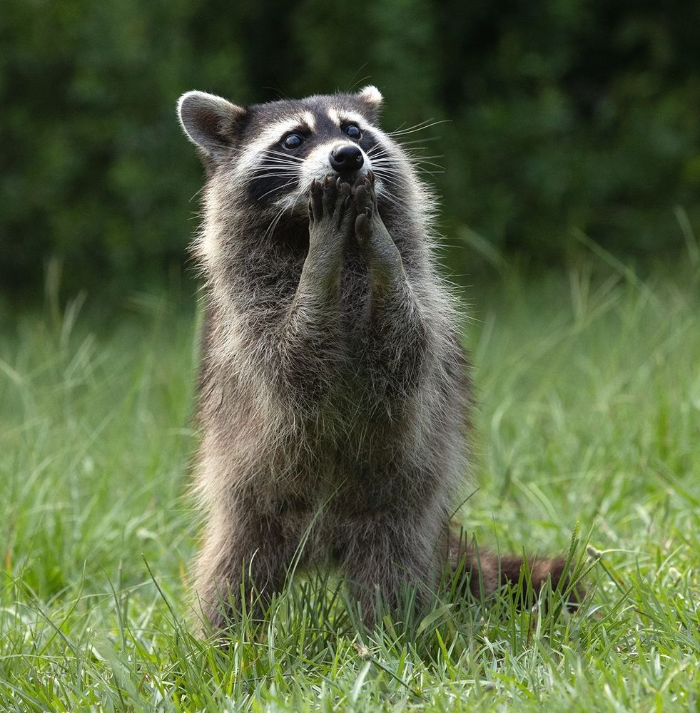 Енот-полоскун -Raccoon