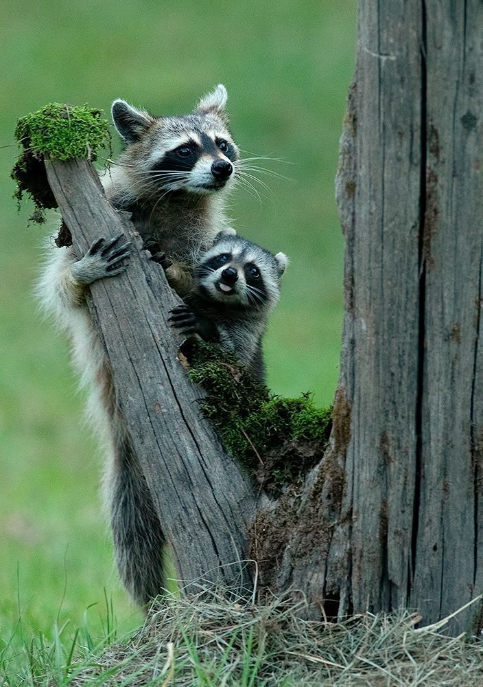 Енот-полоскун -Raccoon