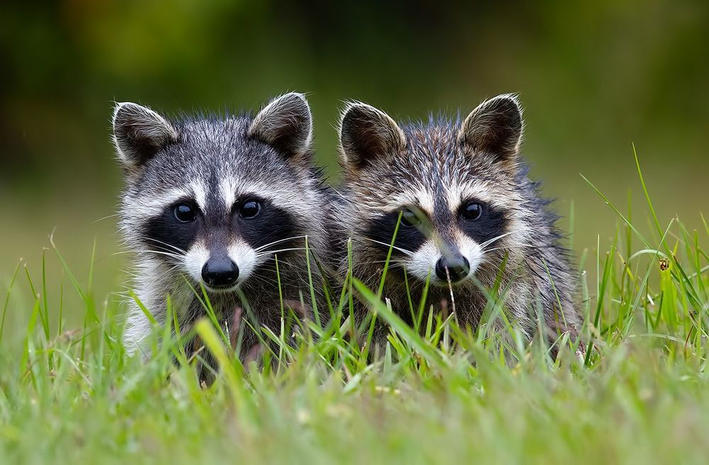 Енот-полоскун -Raccoon