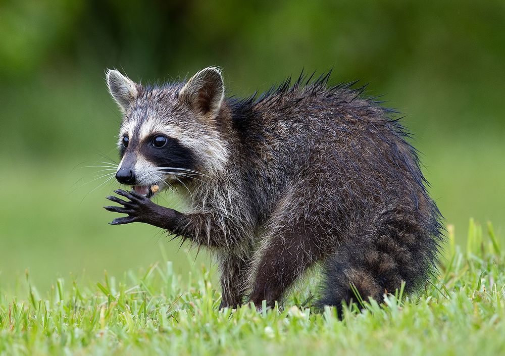 Енот-полоскун -Raccoon