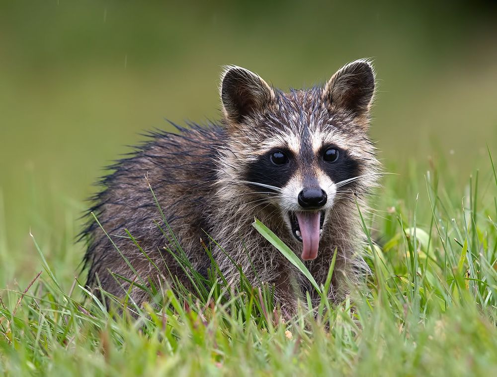 Енот-полоскун -Raccoon