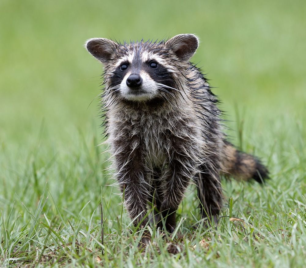Енот-полоскун -Raccoon