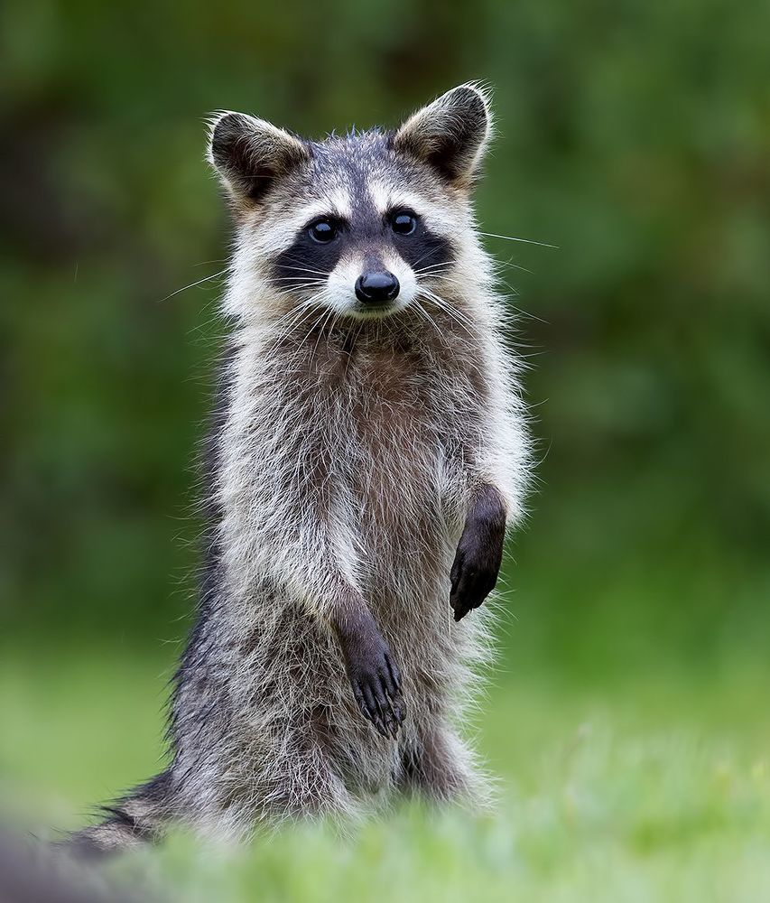 Енот-полоскун -Raccoon