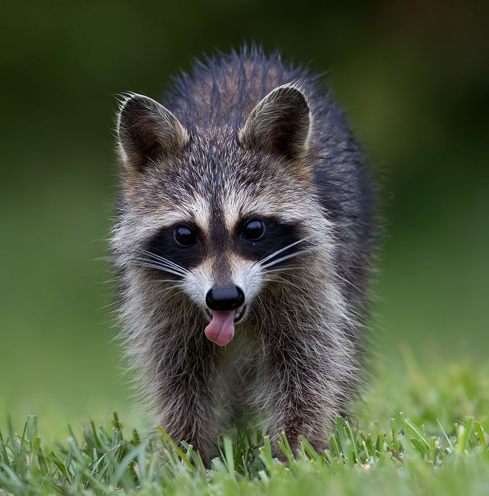 Енот-полоскун -Raccoon