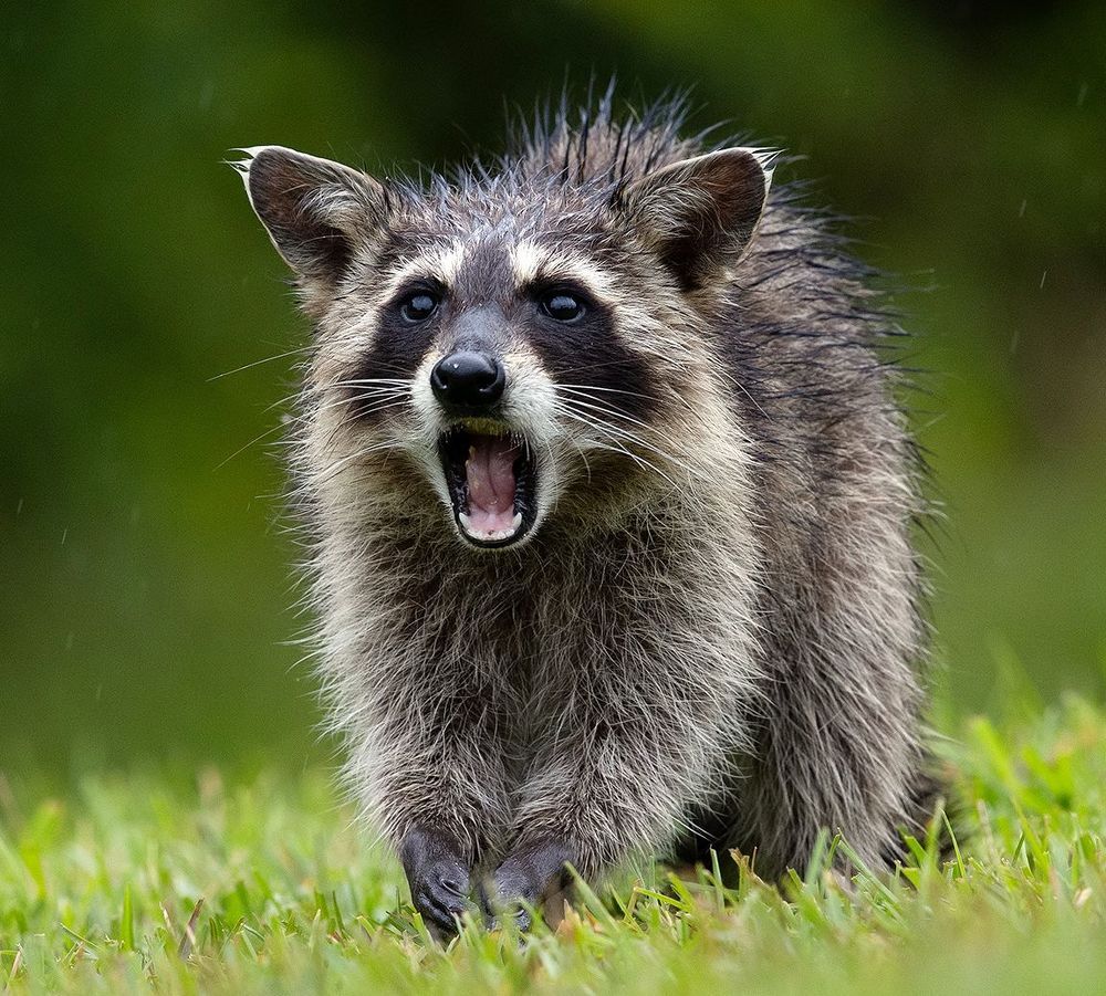 Енот-полоскун -Raccoon