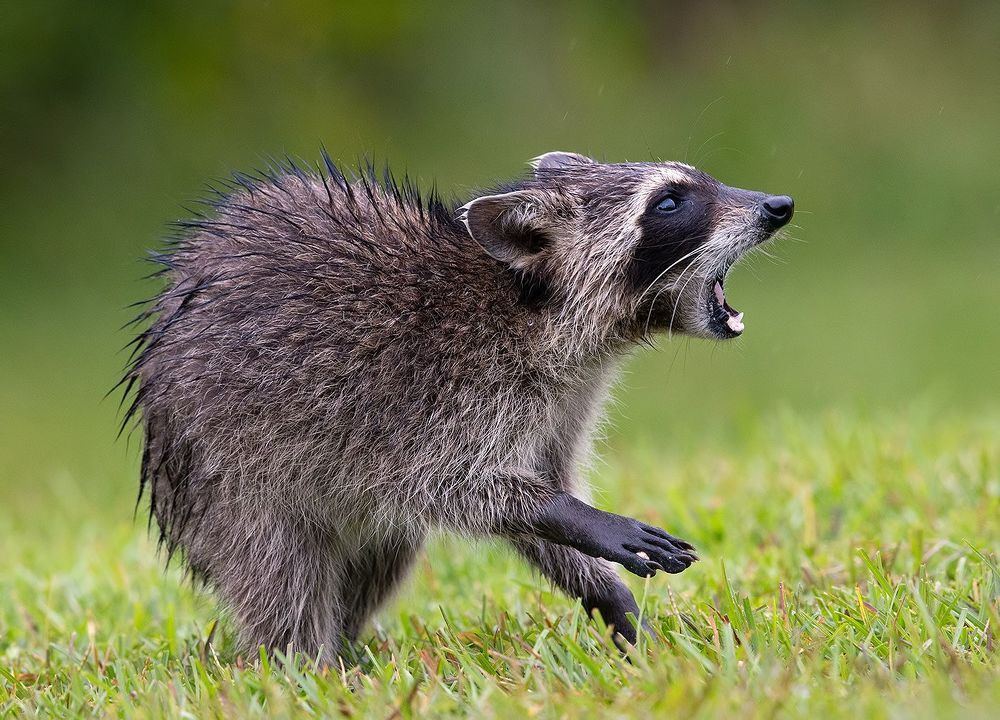 Енот-полоскун -Raccoon