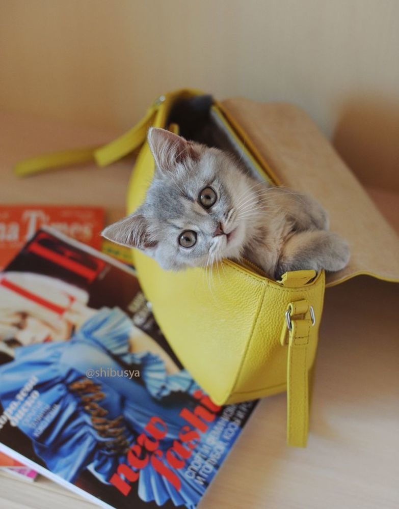 Когда Сибуся был котенком