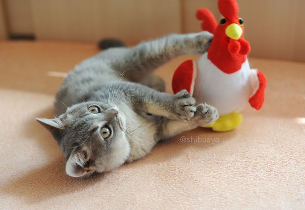 Когда Сибуся был котенком