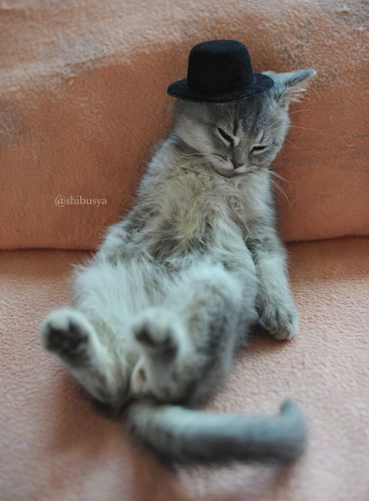 Когда Сибуся был котенком