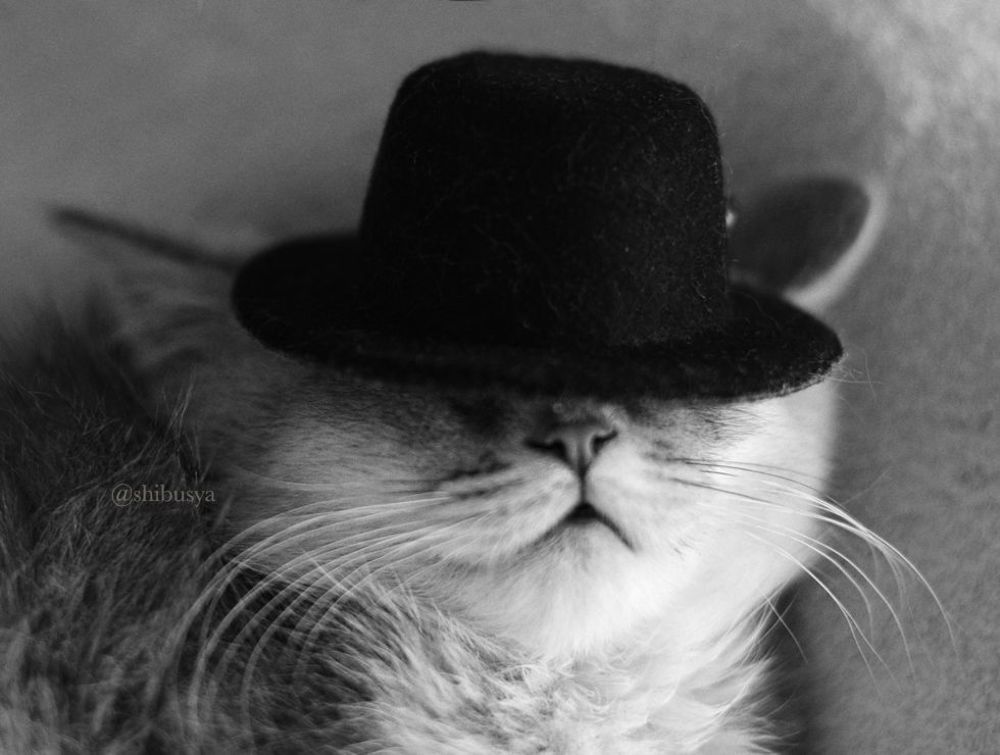 Когда Сибуся был котенком
