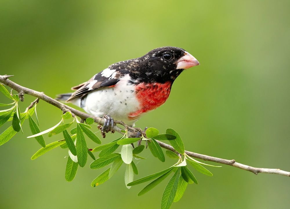 Красногрудый дубоносовый кардинал -.Rose-breasted Grosbeak male