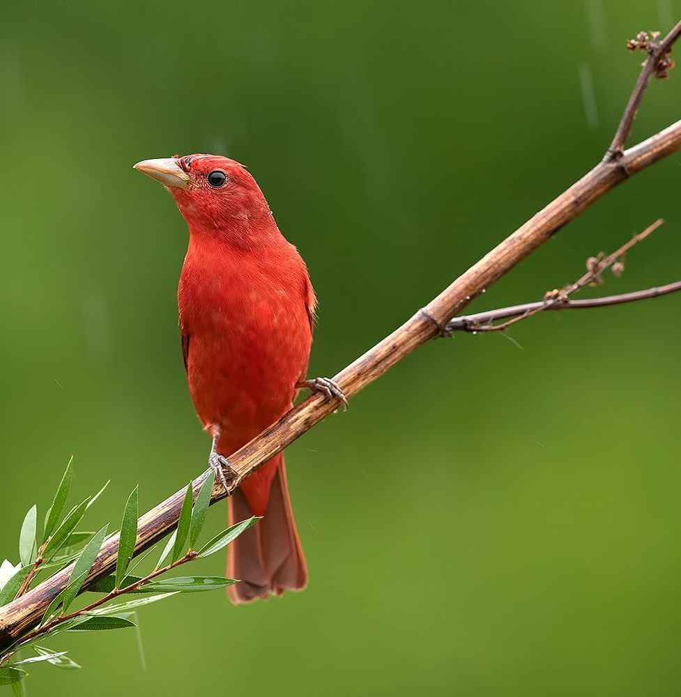 Алая пиранга самец -Summer tanager