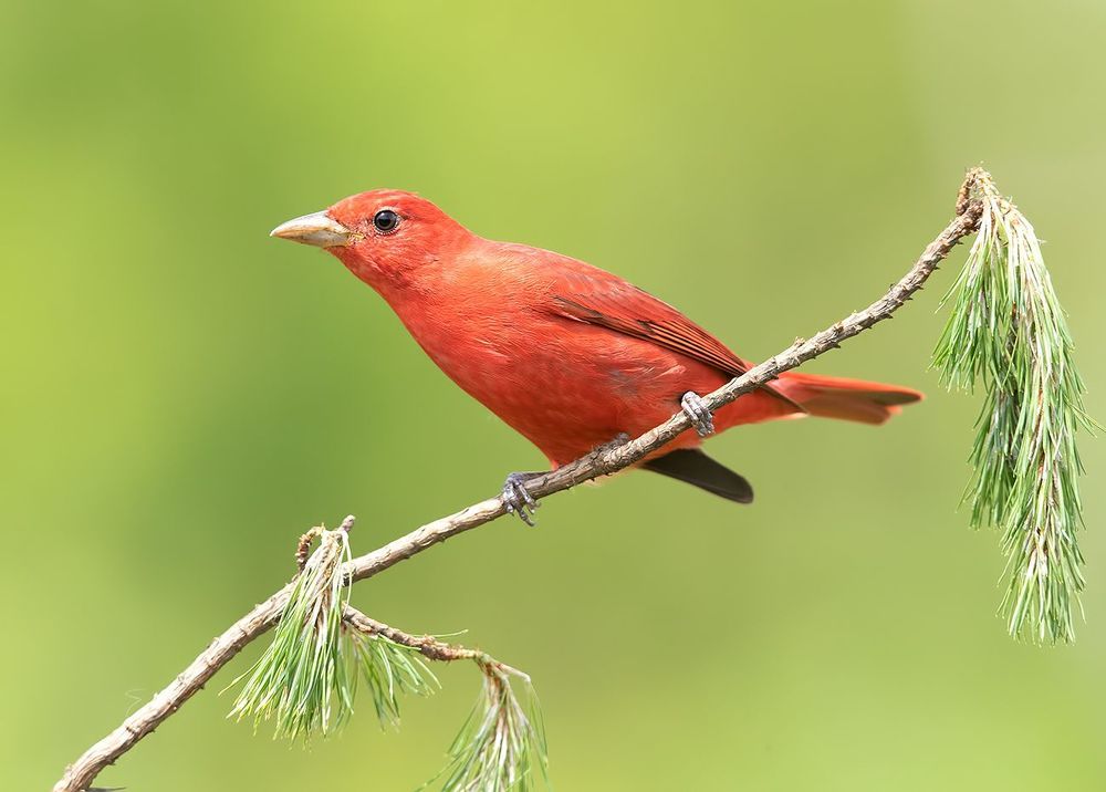 Spring Time Birds Migration - Весенняя миграция разных видов птиц