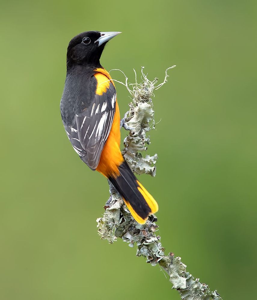 Baltimore Oriole male - Балтиморская иволга или Балтиморский цветной трупиал