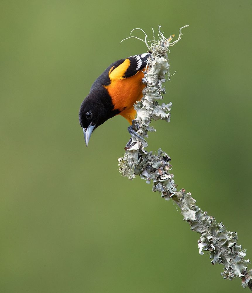 Spring Time Birds Migration - Весенняя миграция разных видов птиц