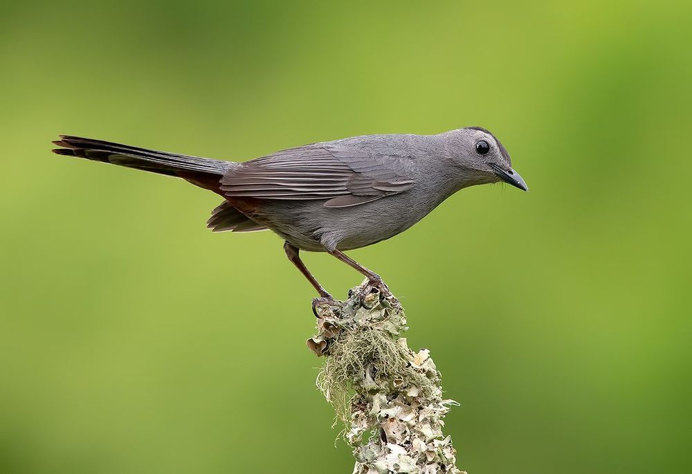 Grey Catbird - Кошачий пересмешник